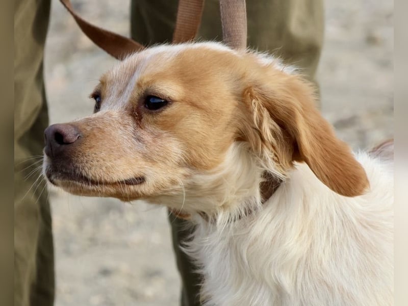 Borja, menschenbezogen, verschmust und klug