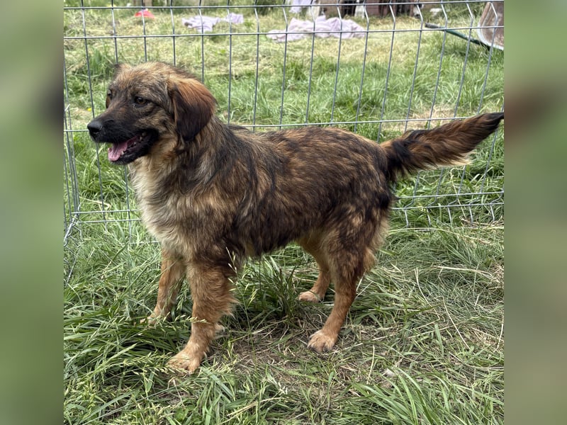 Enya - neugierig und aufmerksam