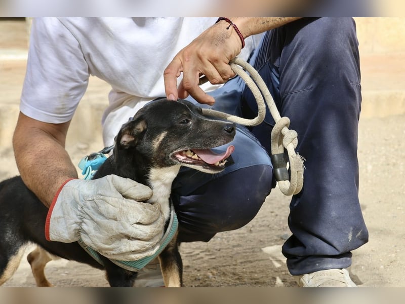 Toby - lässt sich gerne anfassen, zutraulich und aufmerksam