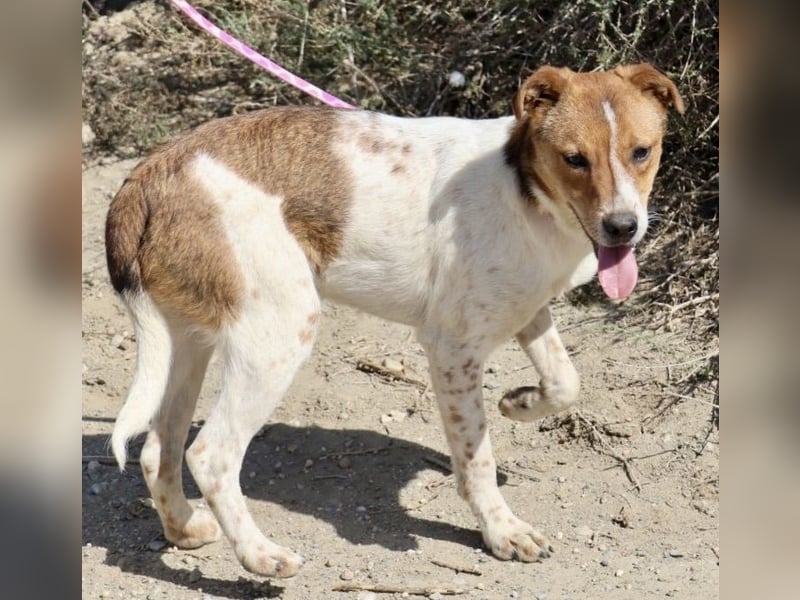 Esteban, gut sozialisiert, aufgeschlossen, neugierig