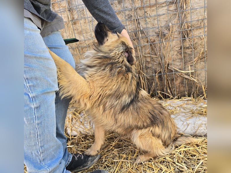 Carlo - verschmust und freundlich