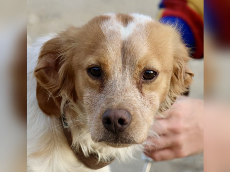 Bonja,  klug, verschmust und aufmerksam