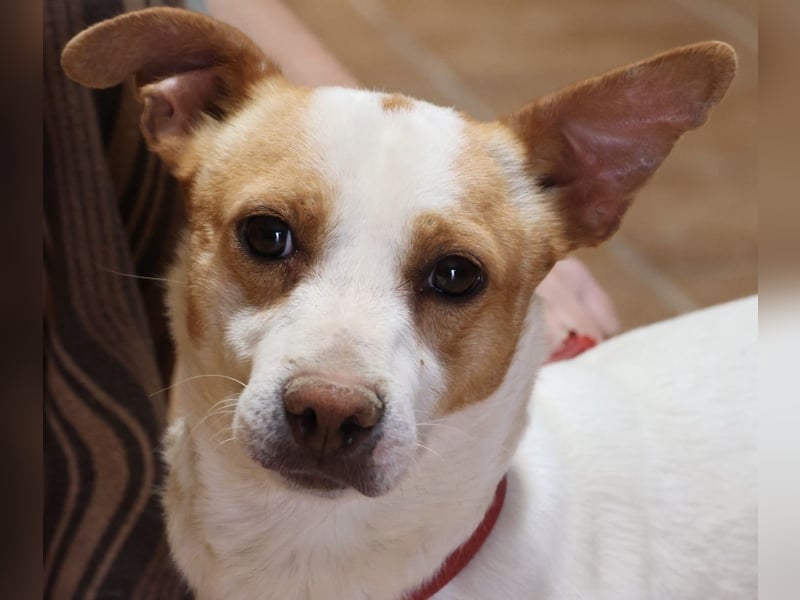 Kevin, aufgeweckt, verspielt, verschmust