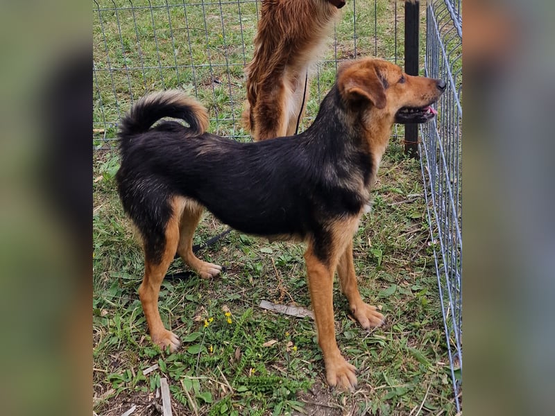 Juniper - agil und verschmust