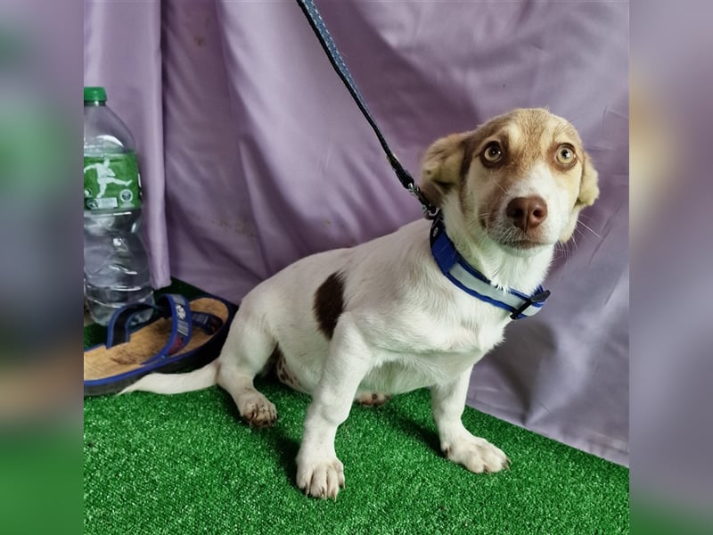 Katy - vorsichtig und verschmust