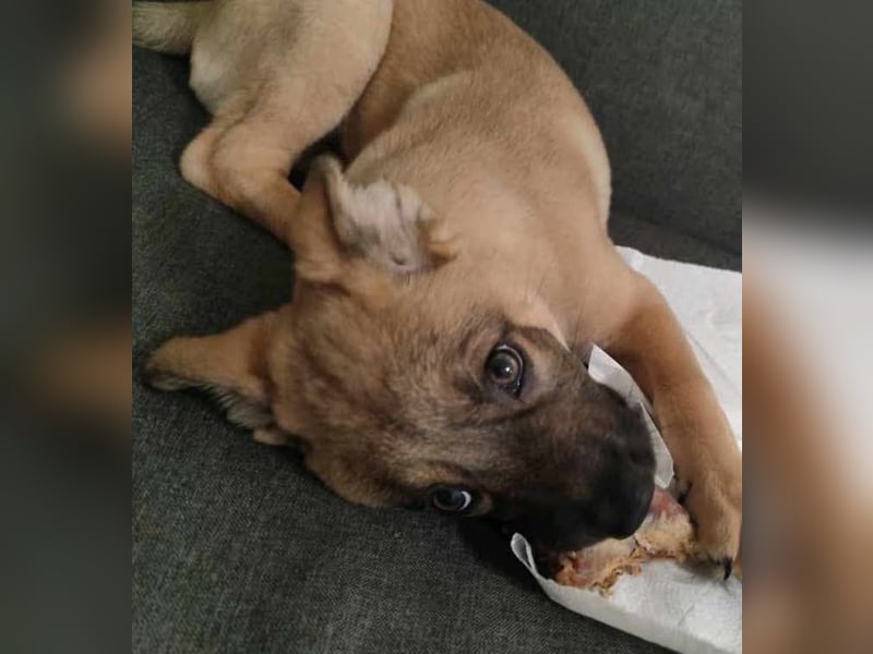 Zino - menschenbezogen und neugierig