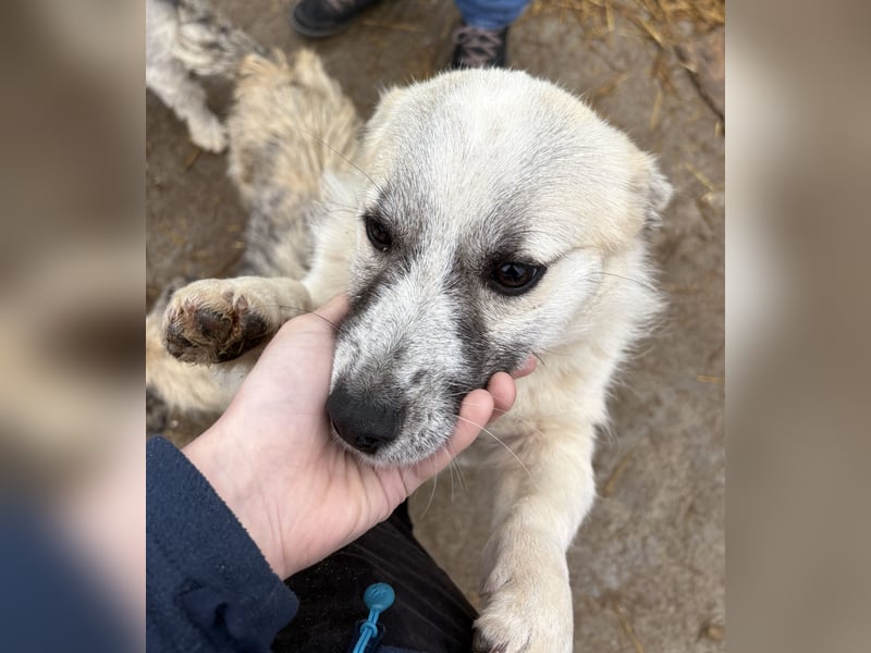 Jubata - freundlich und verschmust