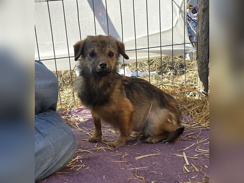 Anne - freundlich und verträglich