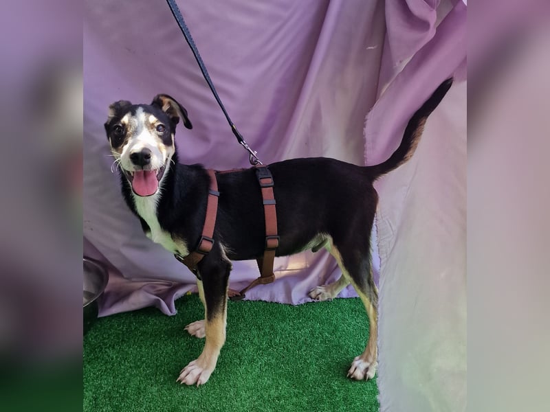 Paule - aufgeweckt und neugierig