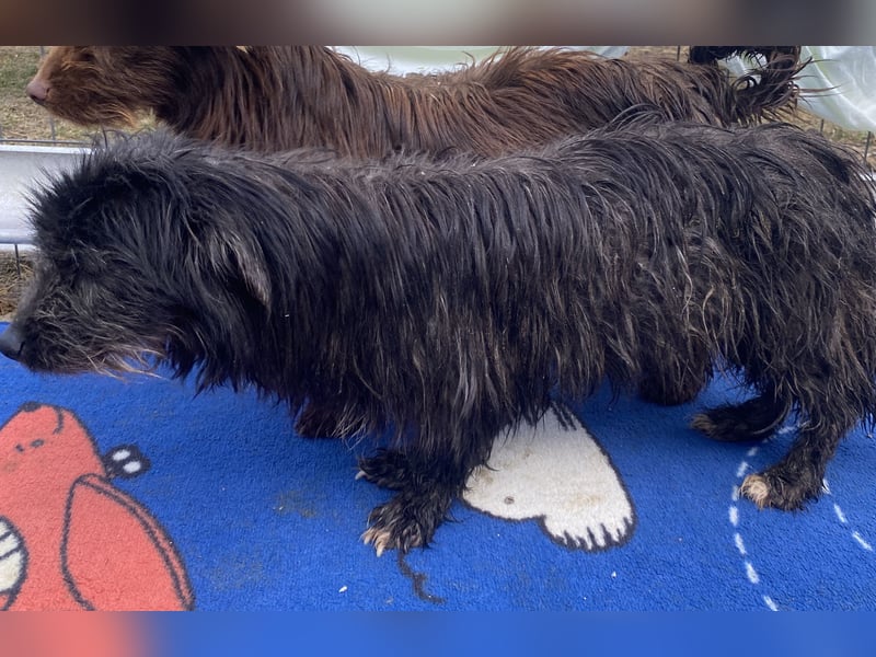 Zausel - neugierig und lernwillig