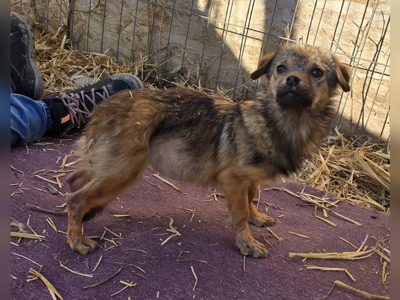 Anne - freundlich und verspielt