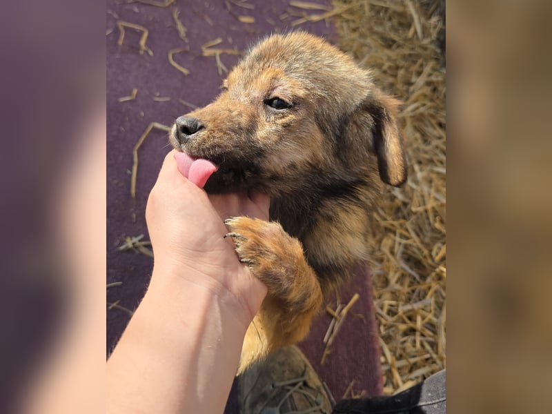 Anne - freundlich und verspielt