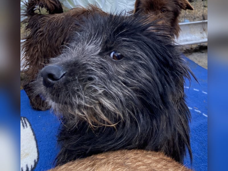 Zausel - neugierig und lernwillig