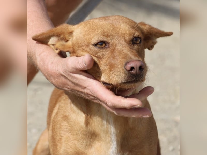 Minnie, anhänglich, lernwillig, freundlich