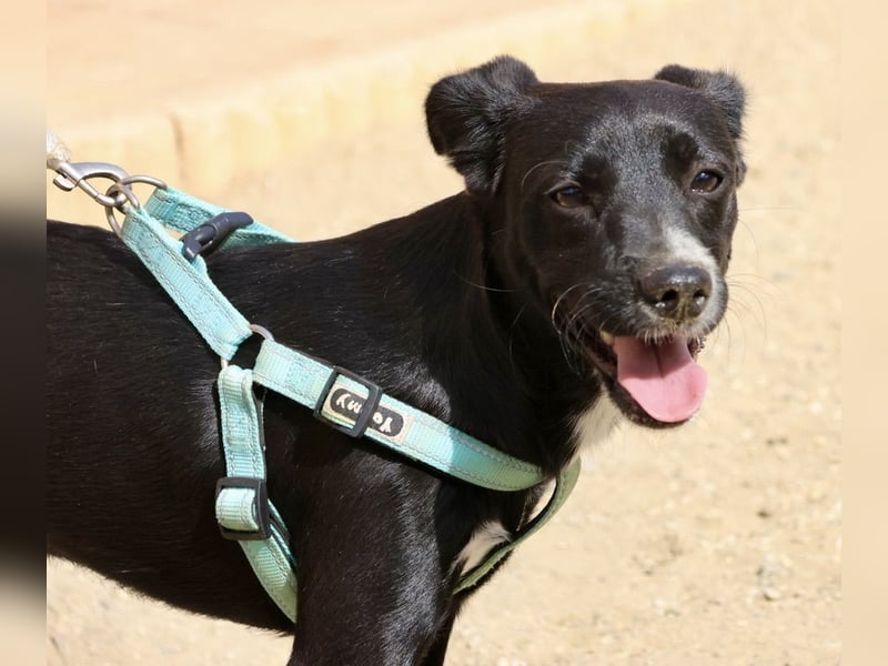 Ron - lässt sich gerne anfassen, freundlich und neugierig