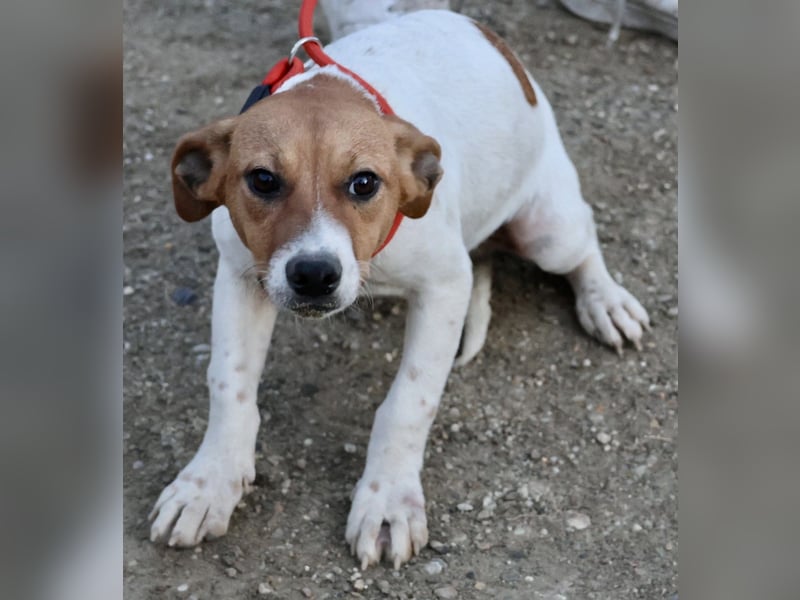 Atlas - neugierig, aufmerksam und verschmust