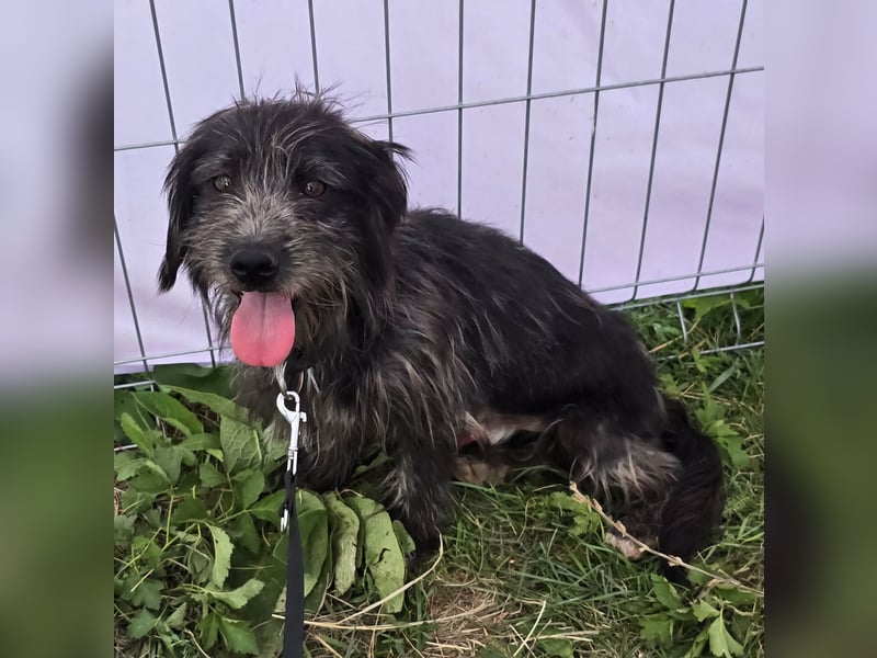 Zausel - verschmust und zugänglich