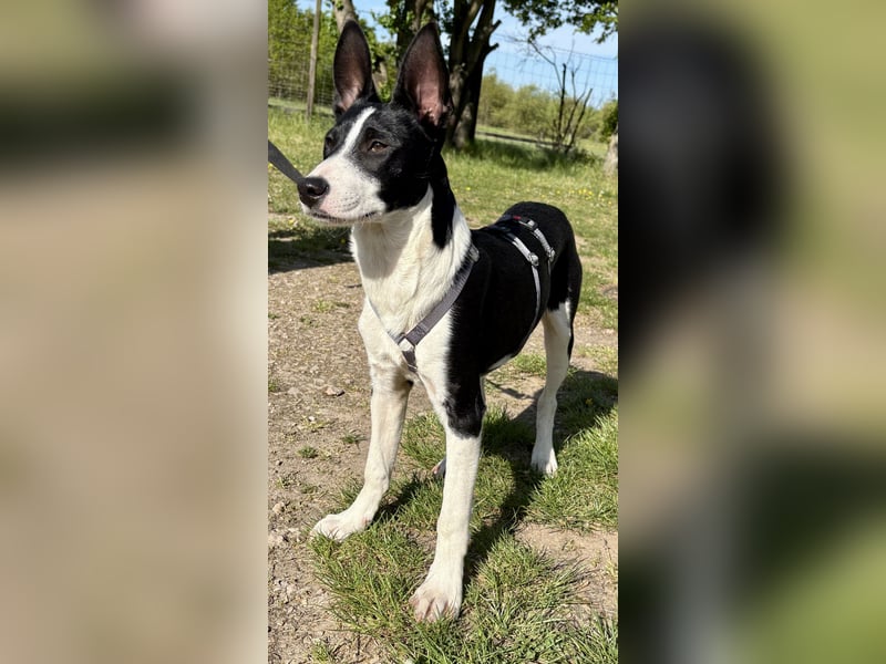 Marlo, agil, verspielt, neugierig