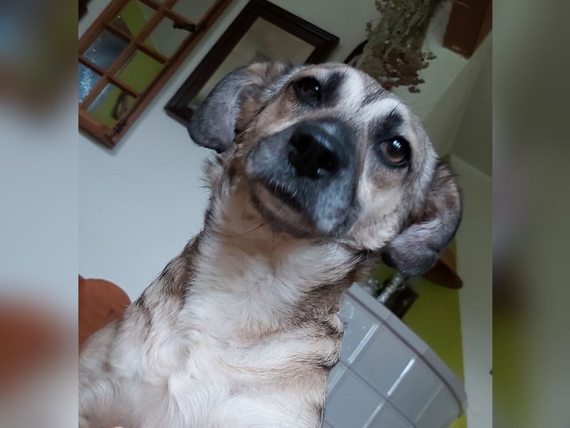 Caya - lernwillig und neugierig - BEREITS IN DEUTSCHLAND