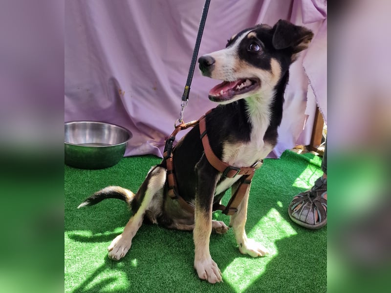 Paule - aufgeweckt und neugierig