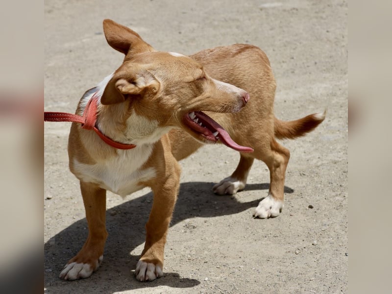 Goofy - freundlich, zutraulich und lässt sich gerne anfassen