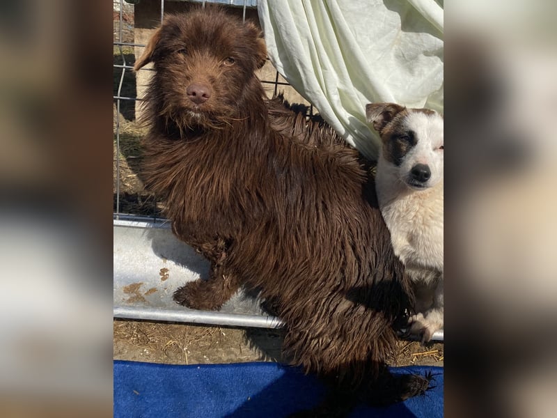 Sam - freundlich und verträglich