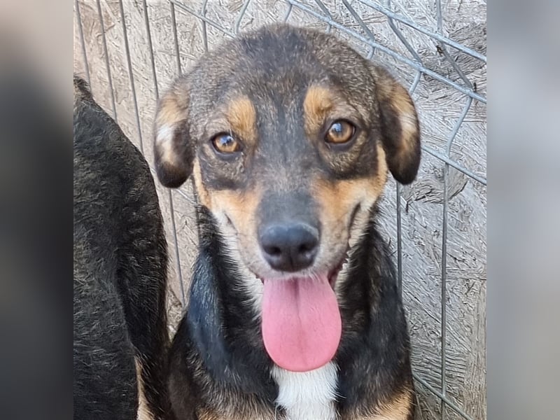 Maddy - agil und interessiert