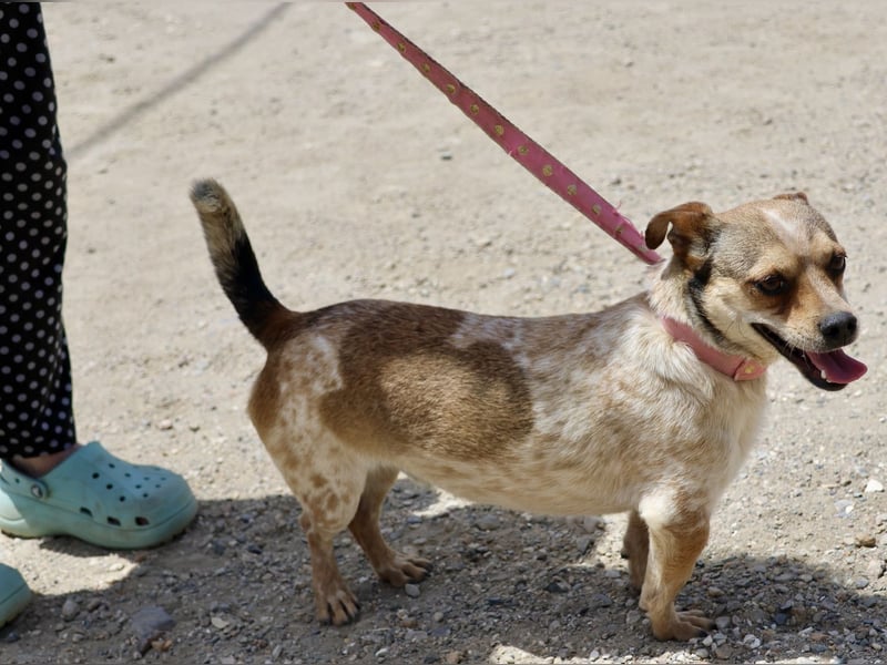 Sinatra - lässt sich gerne anfassen, neugierig und zutraulich