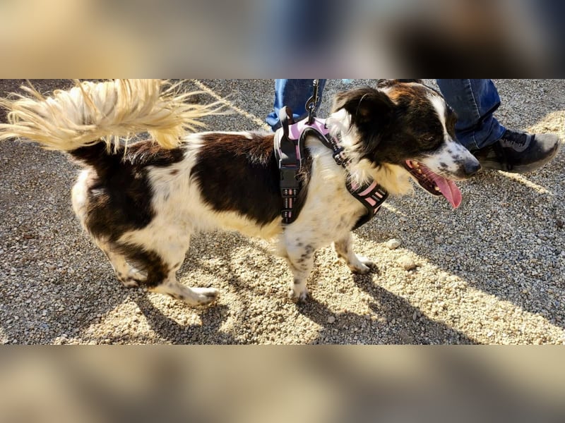 Nico - freundlich, neugierig und zutraulich