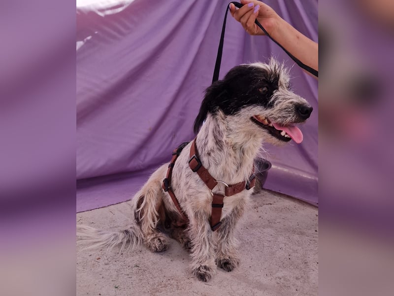 Whitney - neugierig und verschmust