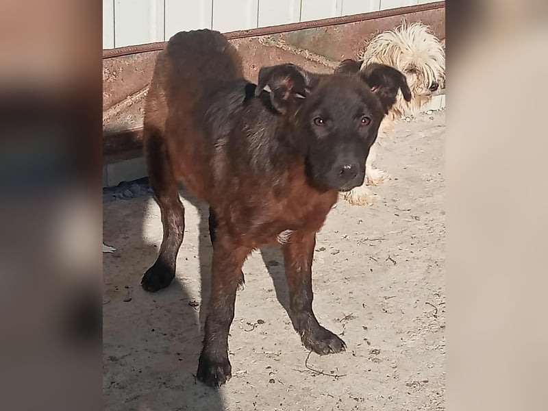 Maxi - neugierig und verspielt