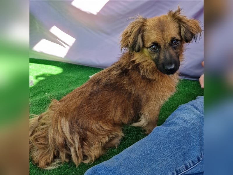 Nemo - schlau und aufmerksam