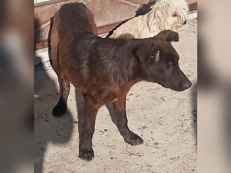 Maxi - neugierig und verspielt