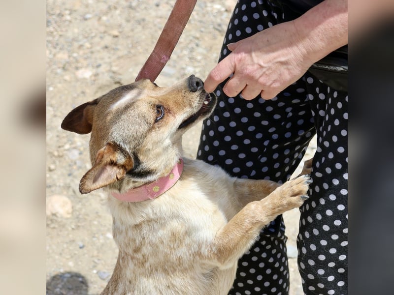 Sinatra - lässt sich gerne anfassen, neugierig und zutraulich