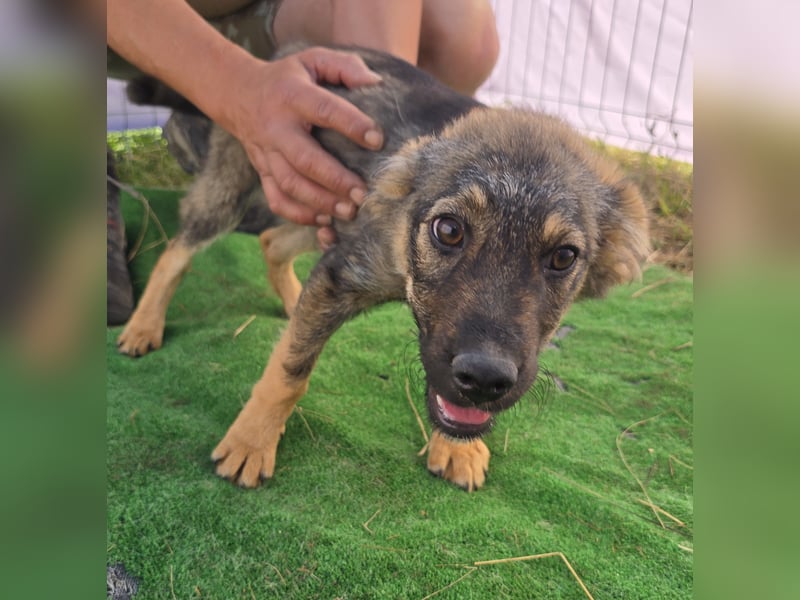 Nuri - jung und aufgeweckt