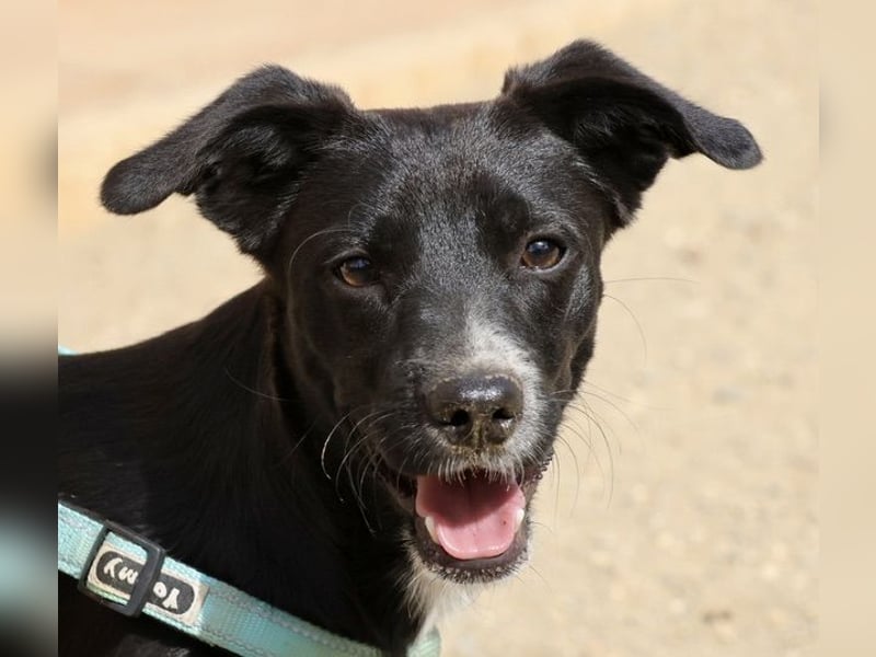 Ron - lässt sich gerne anfassen, freundlich und neugierig