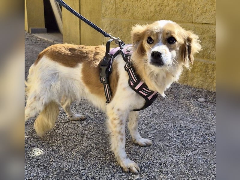 Alma - verschmust, neugierig und aufmerksam