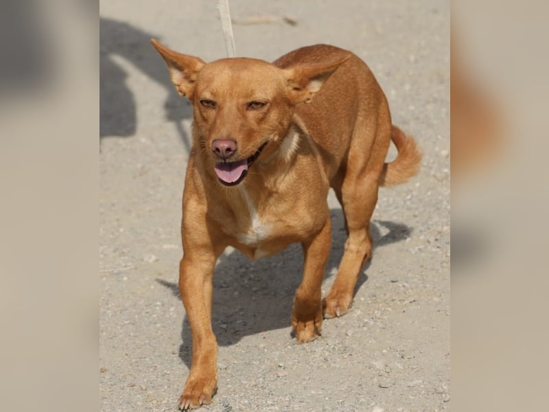 Minnie, anhänglich, lernwillig, freundlich