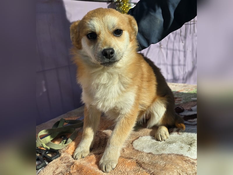 Lotte - gut verträglich - BEREITS IN DEUTSCHLAND