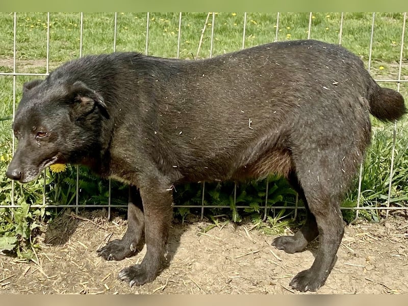 Silene - zurückhaltend und verträglich