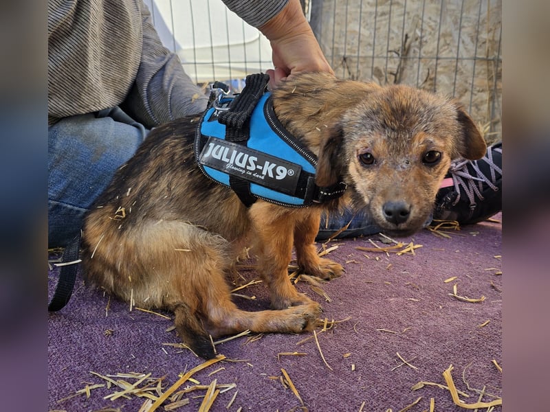 Anne - freundlich und verspielt