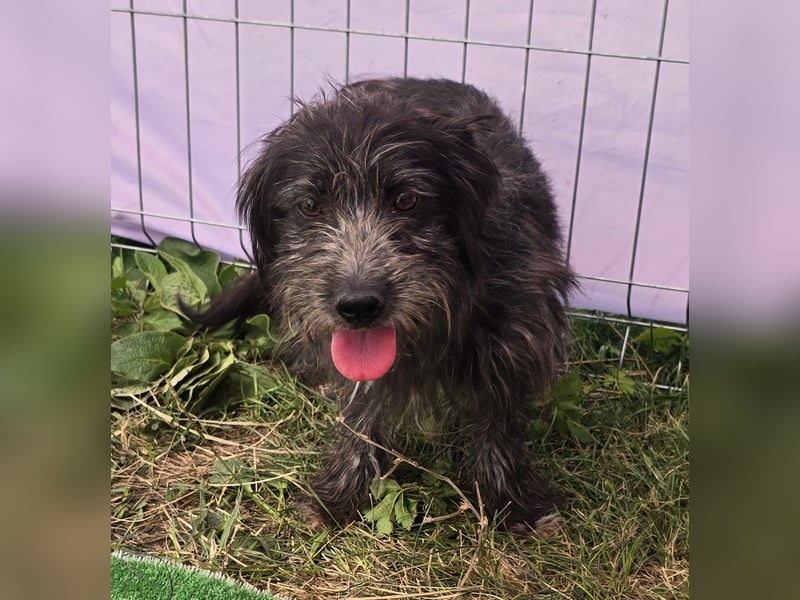 Zausel - verschmust und zugänglich