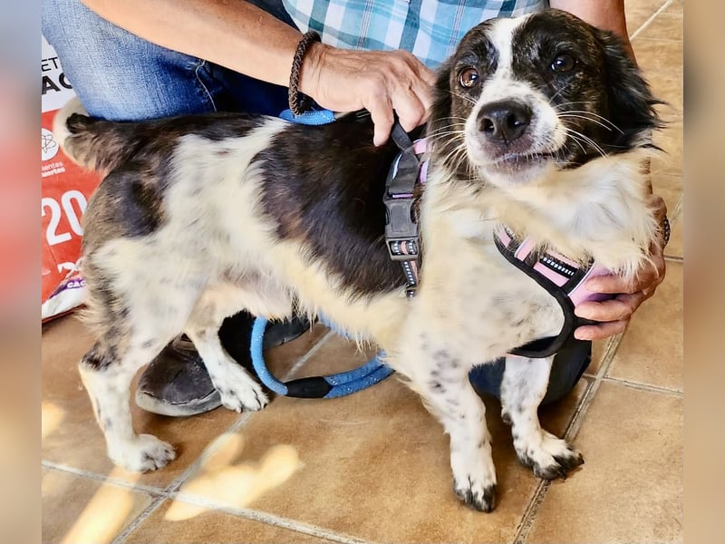 Nico - freundlich, neugierig und zutraulich