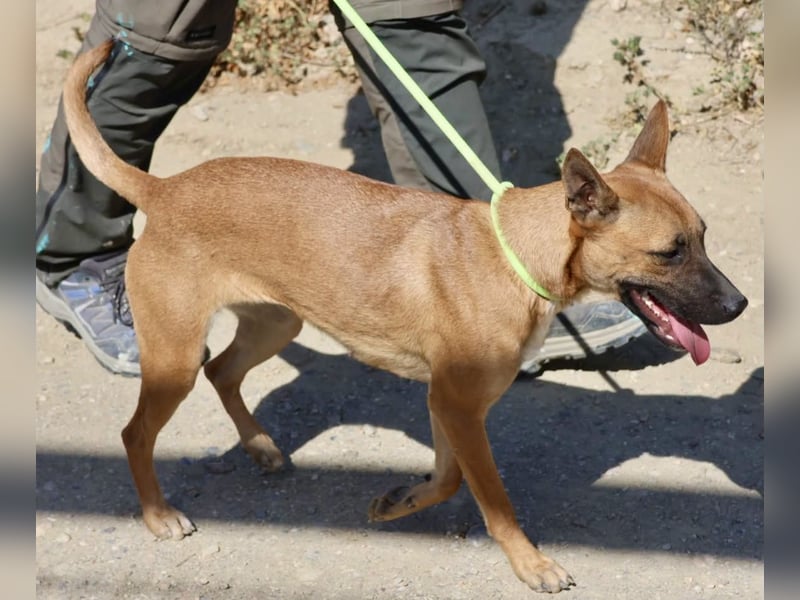 Sara - aufmerksam, verschmust und neugierig