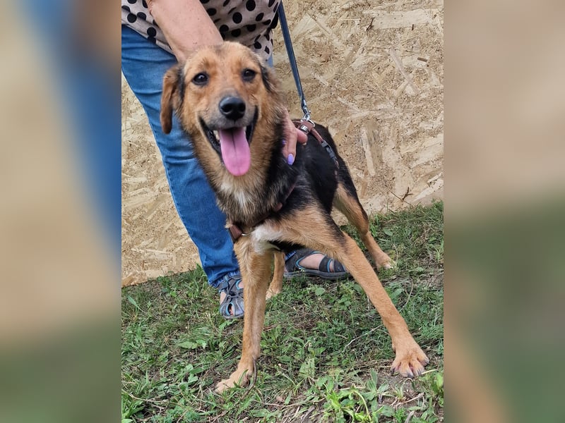 Juniper - agil und verschmust