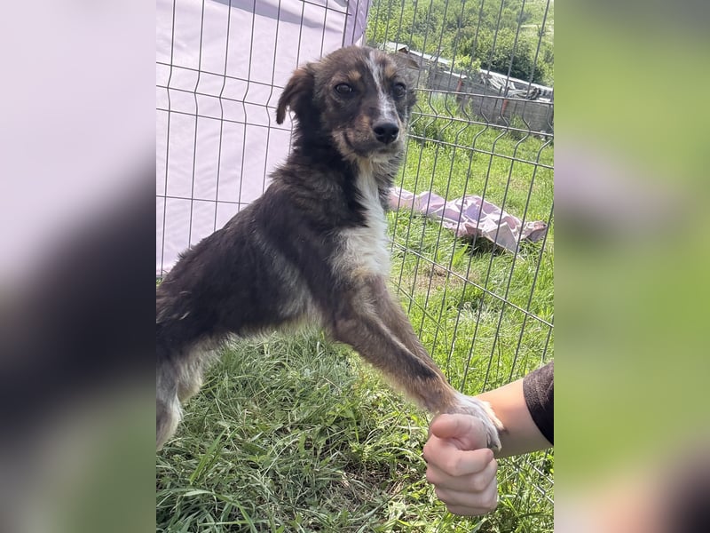 Theo - neugierig und verspielt