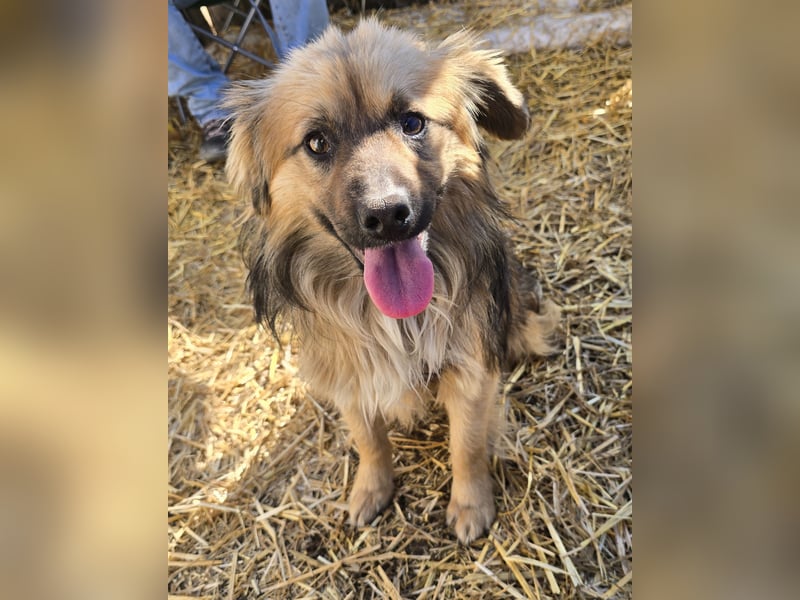 Carlo - verschmust und freundlich