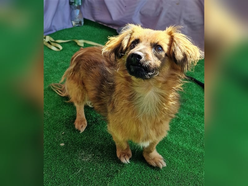 Nemo - schlau und aufmerksam