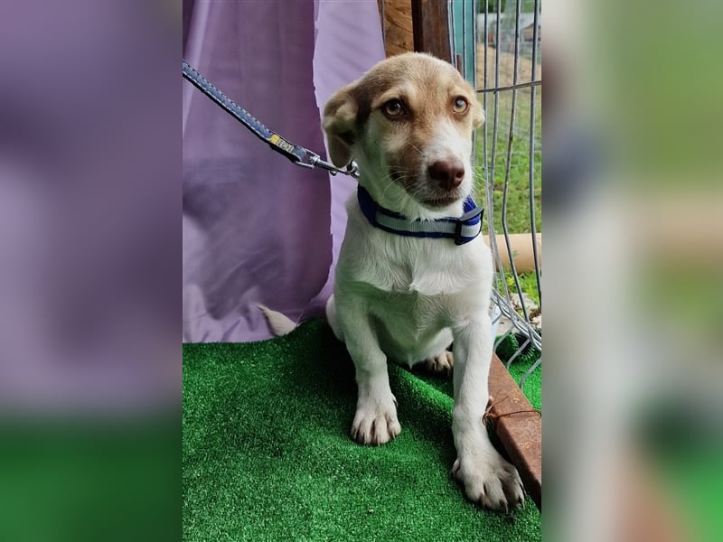 Katy - vorsichtig und verschmust