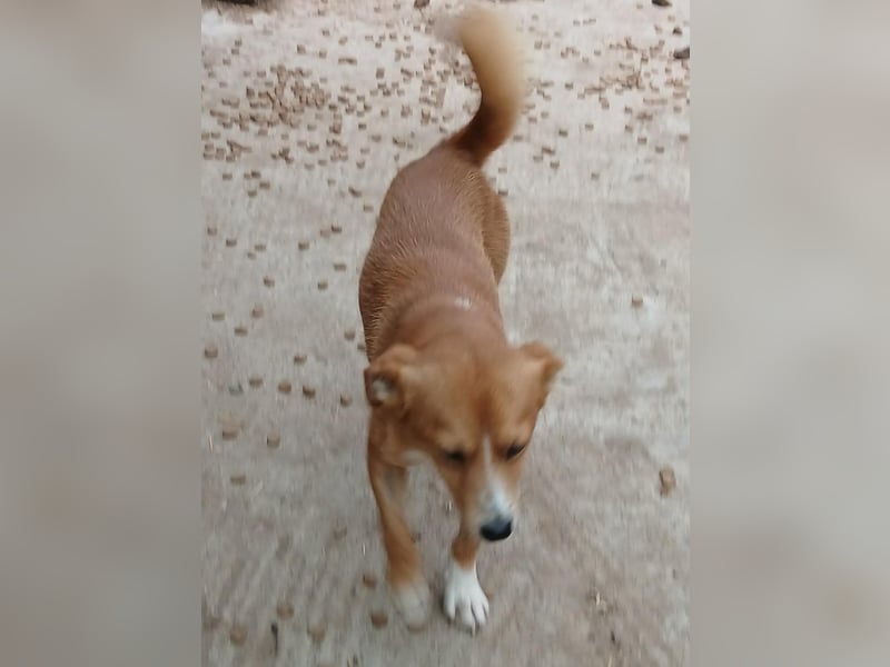 Boomer - neugierig und interessiert